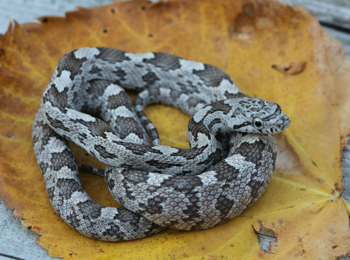 Gray Ray Snake